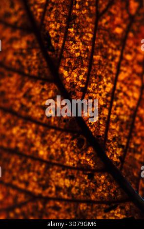 Close up of fallen dead decaying leaf with veins and cracks for background deep reds and browns Stock Photo
