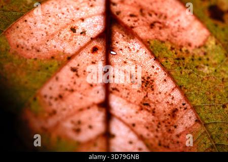 Close up of fallen dead decaying leaf with veins and cracks for background deep reds and browns Stock Photo