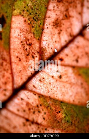 Close up of fallen dead decaying leaf with veins and cracks for background deep reds and browns Stock Photo