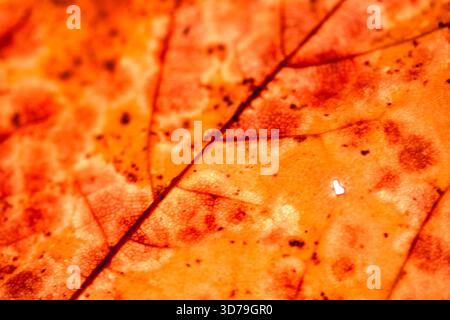 Close up of fallen dead decaying leaf with veins and cracks for background deep reds and browns Stock Photo