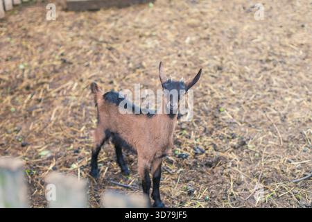 Young goat standing on straw in a rural farm setting Stock Photo