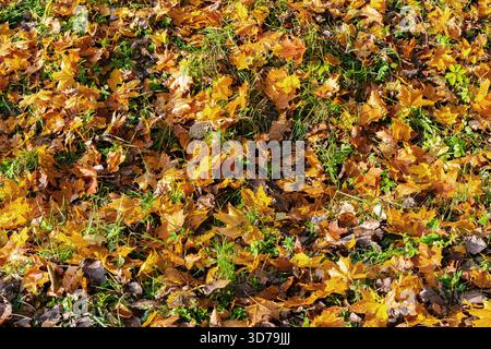 Bright yellow leaves lie on green grass. For use as an abstract background and textures. Stock Photo
