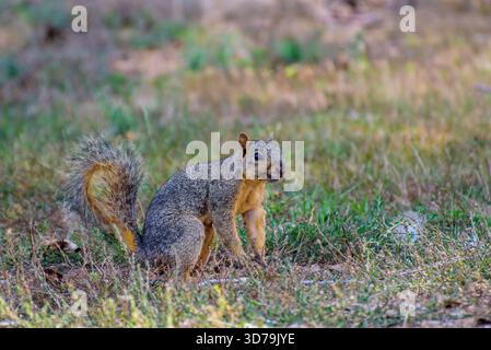 Fox squirrel (Sciurus niger) sits alert in a grassy field on a sunny day, showing its bushy tail and distinctive fur. Stock Photo