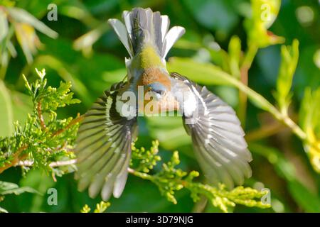 The Eurasian chaffinch, common chaffinch, or simply the chaffinch (Fringilla coelebs), a common & widespread small passerine bird in the finch family Stock Photo