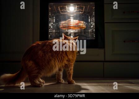 Ginger domestic cat curiously watching meal cooking in illuminated oven, anticipating dinner while sitting on the kitchen floor in a cozy home environment Stock Photo