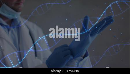 Donning doctor pulling on blue gloves in lab, with white coat, lowered surgical mask, DNA hologram Stock Photo