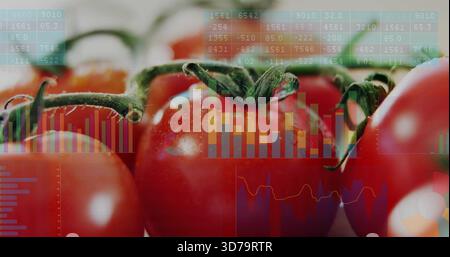 Displaying central cluster of ripe red tomatoes with calyxes on tabletop, with data overlays Stock Photo
