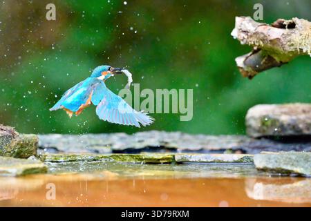 Kingfisher iconic British fishing bird on perch, diving, flying and ...