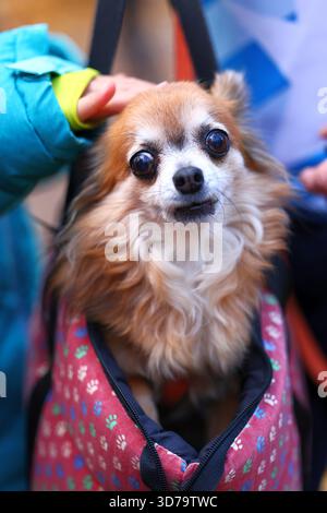 a small, funny dog ​​with big eyes in a handbag being petted by a child Stock Photo