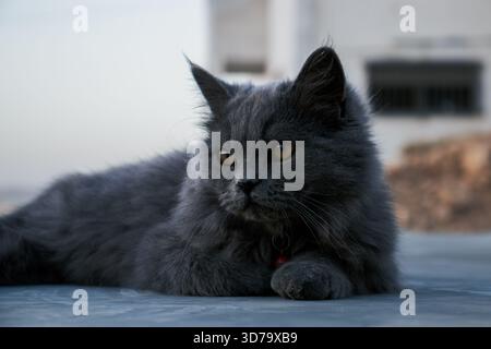 Fluffy grey long-haired cat with amber eyes lounging on concrete ledge outdoors Stock Photo