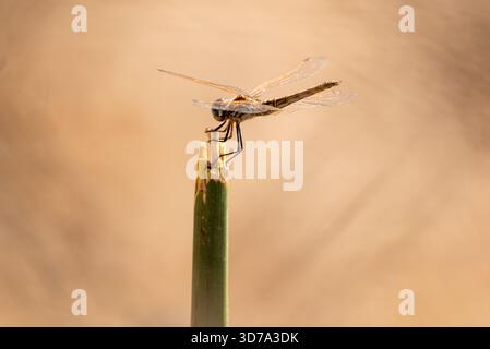Female Violet Dropwing (trithemis annulata) perched on twig hazy vibe Stock Photo