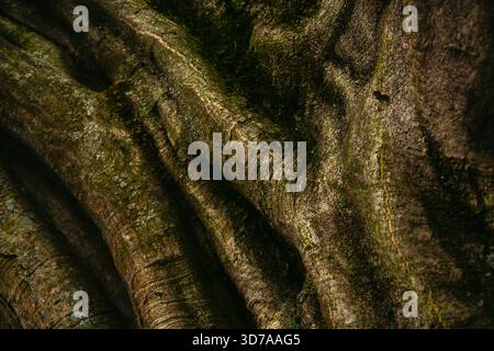 Close-up of Tree Bark Texture with Moss and Natural Patterns Stock Photo
