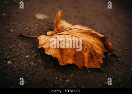 Close-up of Dry Autumn Leaf on Wet Asphalt Surface Stock Photo