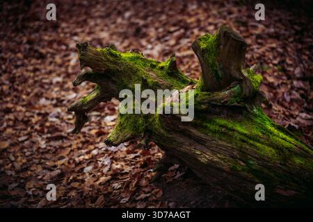 Fallen Moss-Covered Tree Trunk in Forest Under Natural Light Stock Photo