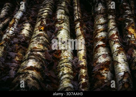 Close-up of Fallen Birch Logs with Autumn Leaves Stock Photo