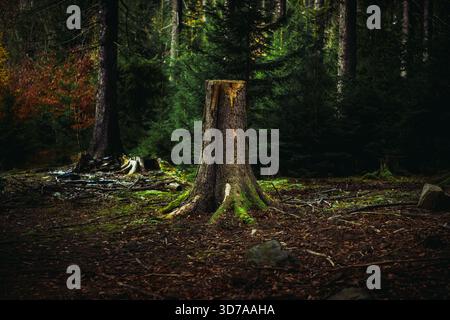 Tree Stump in Forest Clearing Surrounded by Moss and Fallen Branches Stock Photo