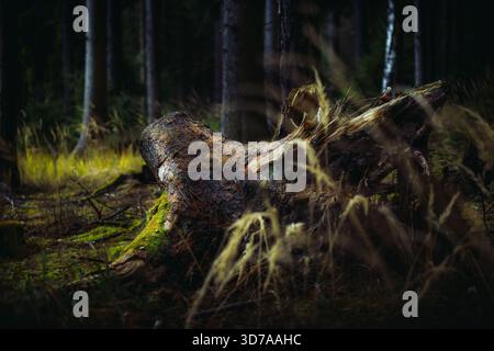 Fallen Moss-Covered Tree Trunk in Forest Under Natural Light Stock Photo
