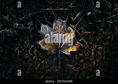 Close-up of Frost-Covered Maple Leaf on Ground in Natural Light Stock Photo
