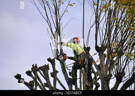 A tree surgeon at work pruning branches to pollard lime tree Stock Photo