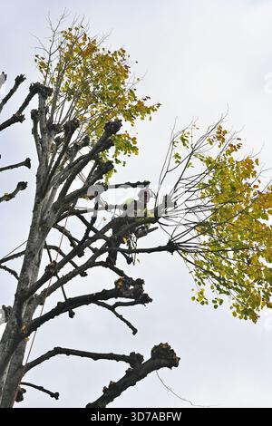 A tree surgeon at work pruning branches to pollard lime tree Stock Photo