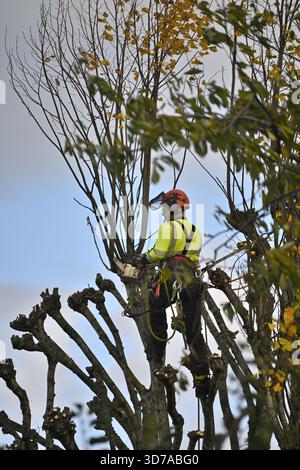 A tree surgeon at work pruning branches to pollard lime tree Stock Photo