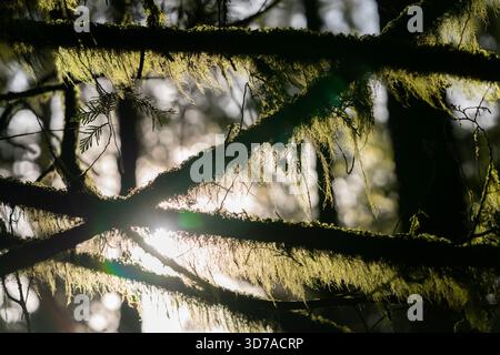 Beard Lichen Growing on Tree Branches. Beard Lichen and mosses growing on tree branches in the Pacific Northwest. Stock Photo