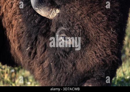 Closeup on an American Bison, centered on the head and eye Stock Photo
