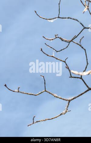 Abstract natural background photo. Slender tree branches lightly coated with frost and ice reach across a bright blue winter sky, creating a calm, nat Stock Photo