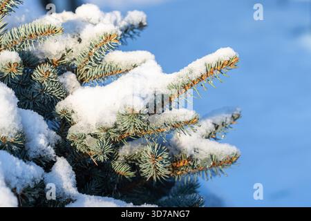 Closeup of snow resting on blue spruce branches. A serene winter scene capturing cold air, calm nature, and the quiet beauty of evergreen needles in w Stock Photo