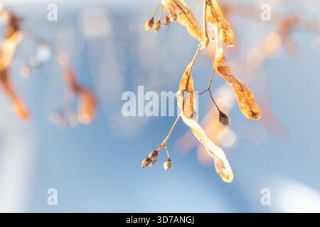 A macro shot of dried brown linden leaves and fruits hanging on a slender stem against a pale blue, blurred background. Warm light highlights texture, Stock Photo
