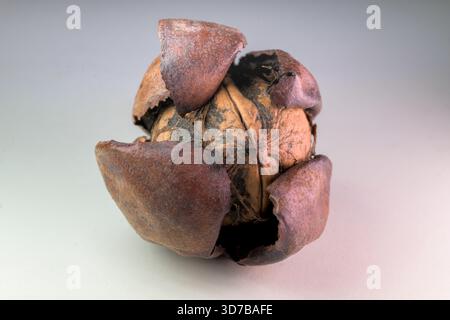 Close up studio shot of a pile of walnuts scattered on a clean white background. The rough texture of the hard brown shells and one slightly cracked n Stock Photo