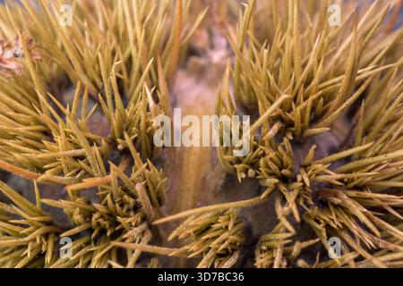 Vertical extreme macro shot of a spiky green and yellow chestnut burr husk. The burr is isolated on a white studio background, highlighting the sharp Stock Photo