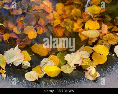 Autumn fallen leaves in a puddle. Stock Photo