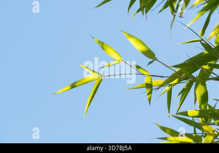 Closeup of vibrant green bamboo leaves glowing in bright sunlight against a clear blue background Stock Photo