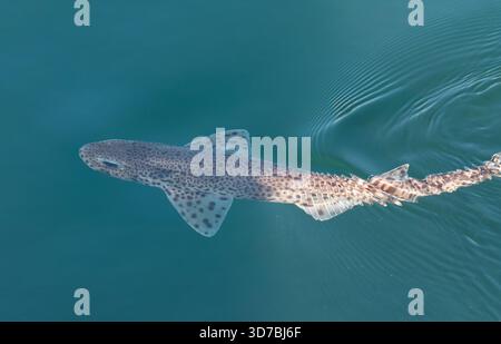 High angle shot of a small spotted dogfish shark swimming just beneath the surface of the clear blue ocean water creating ripples Stock Photo