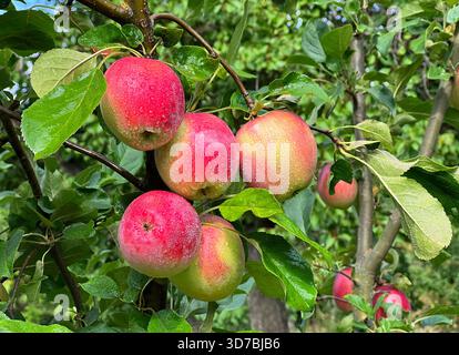 Apple tree with red ripe fruits in the garden after rain Stock Photo