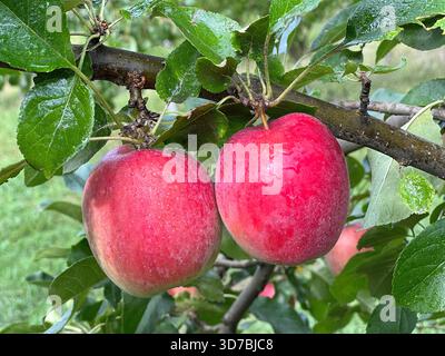 Red apples on tree in fruit orchard Stock Photo