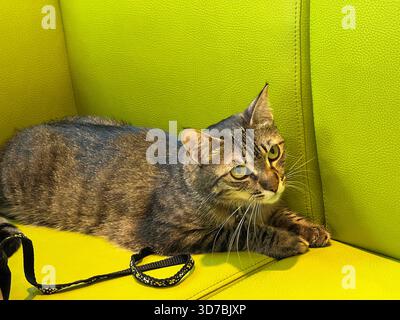 Tabby cat lying down on the green sofa Stock Photo