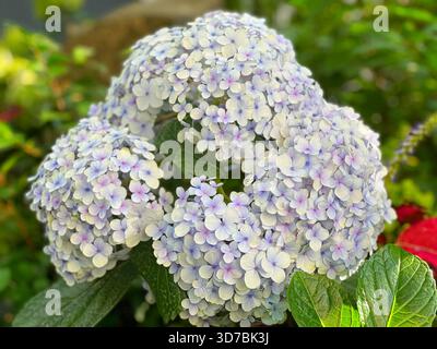 Beautiful hydrangea blossom white purple blue clusters Stock Photo