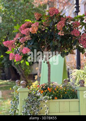 Hydrangea bush in the garden yard Stock Photo