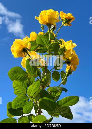 Yellow rose flowers bush against blue sky and clouds Stock Photo