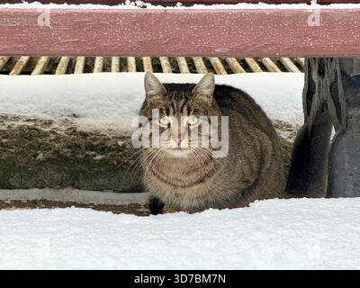 Tabby cat sits in snow under bench Stock Photo