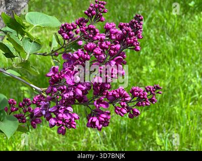Purple lilac flowers on green grass Stock Photo