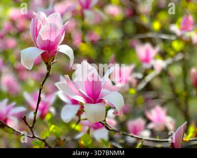 Magnolia flowers pink white blossom in the spring park Stock Photo