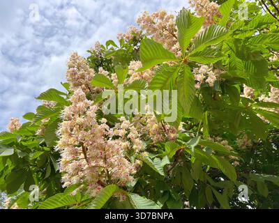 Chestnut tree white candles flowers in spring park Stock Photo
