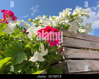 Beautiful petunia and geranium pink white flowers in wooden pot against blue sky Stock Photo