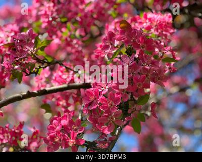 Pink blossom flowers apple crab malus in spring garden Stock Photo