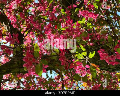 Spring blossom pink flowers of ornamental Crabapple apple tree. Stock Photo