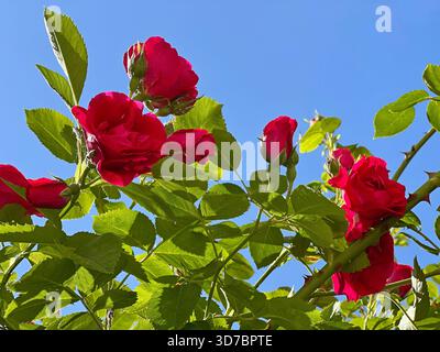 Red rose flowers in green leaves on blue sky Stock Photo