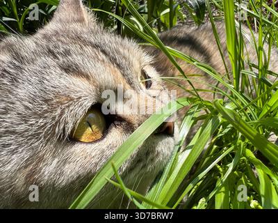 The cat is hiding in the grass. Stock Photo